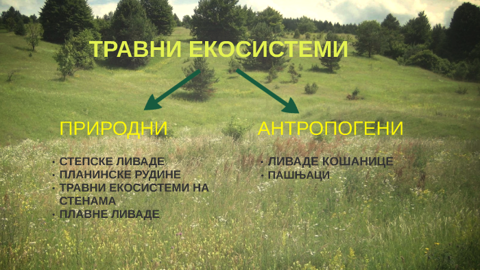 ТРАВНИ ЕКОСИСТЕМИ by Sinisa Ruzic on Prezi