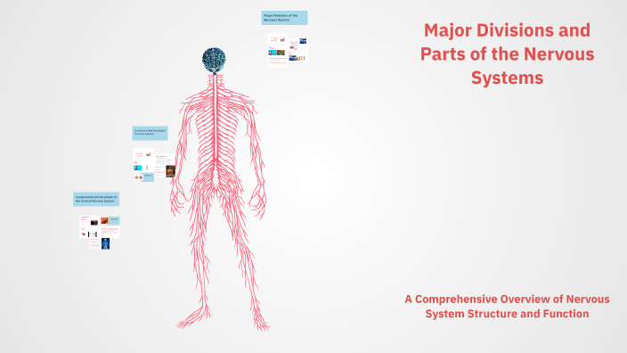 Major Divisions and Parts of the Nervous Systems by Ram Mercado on Prezi