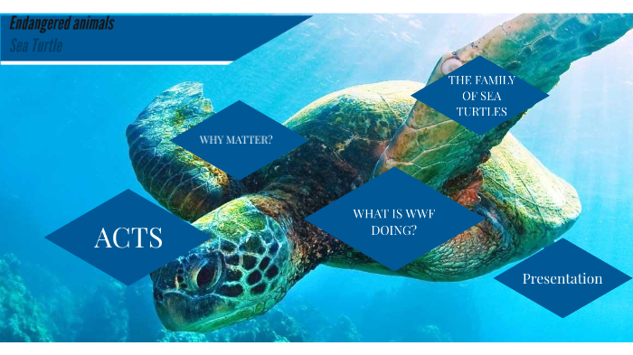 Sea Turtle by Teresa Esparza Romero on Prezi