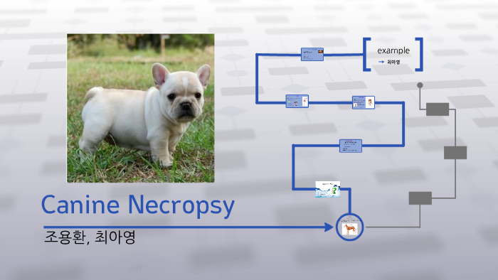 Canine Necropsy by 용환 조 on Prezi