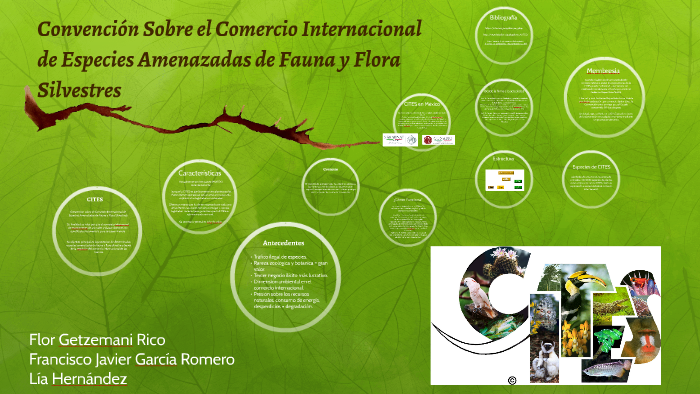 Convención Sobre El Comercio Internacional De Especies Amena By Lía Hernández On Prezi 8653