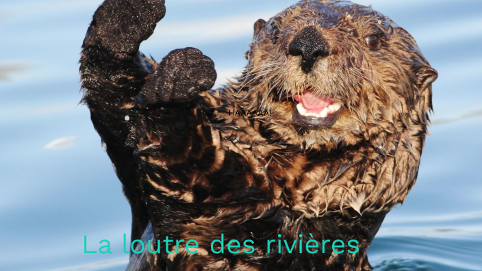 fLa loutre des rivières. by Jason Levasseur Demarbre on Prezi