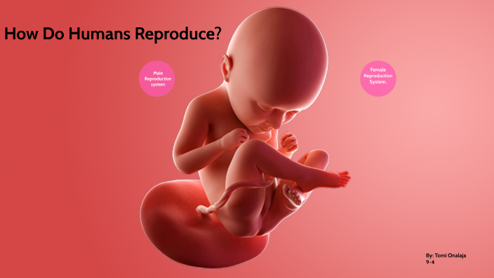 How Do Humans Reproduce? by Tomi Onalaja on Prezi