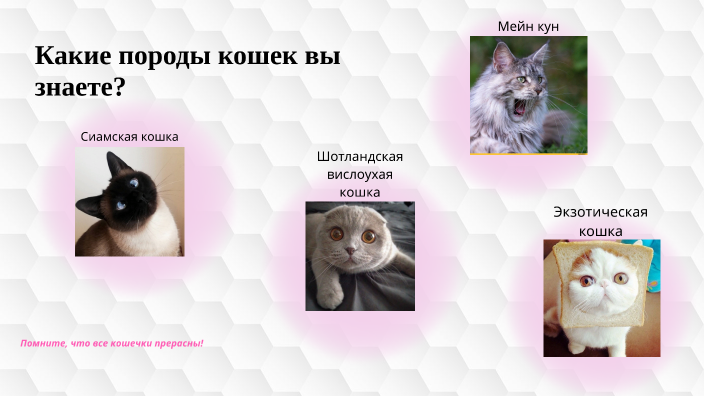 кошки by Дарья Мирошина on Prezi