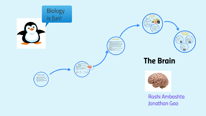 The Brain by on Prezi