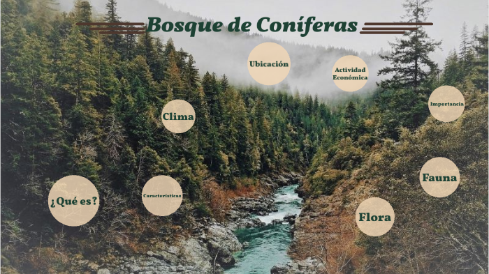 Bosque de Coniferas by Xiadany Calderón Carrillo on Prezi