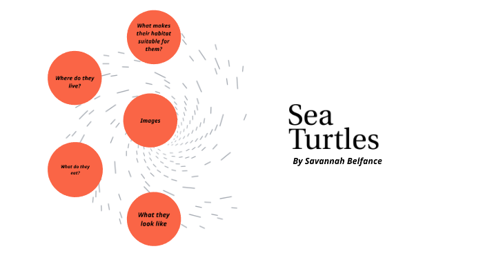 Sea Turtles by Savannah Belfance on Prezi