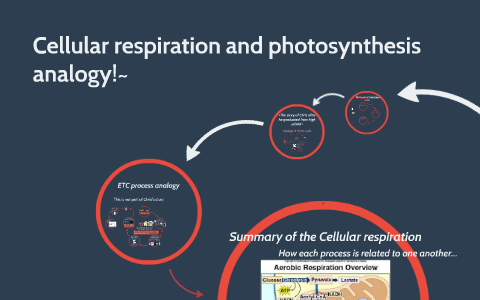 describe how photosynthesis and cellular respiration are cyclical