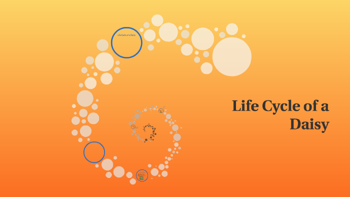 Life Cycle of a Daisy by Jordan Roth on Prezi