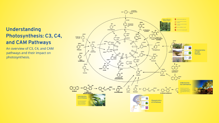 Understanding Photosynthesis: C3, C4, and CAM Pathways by Arnold Colcol ...