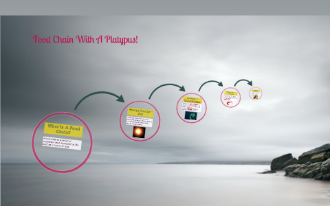 Food Chain With A Platypus by Mosaica Fourthfifth on Prezi Biology Diagrams
