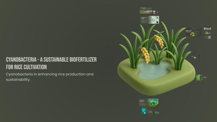 The Role of Cyanobacteria in Sustainable Rice Cultivation by Silvester ...