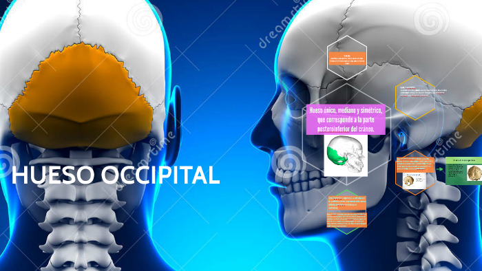 Hueso Occipital By Erika Gonzalez 8678