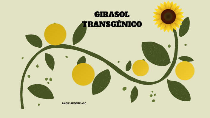 girasol transgénico by Angie Aponte Garcia on Prezi Next