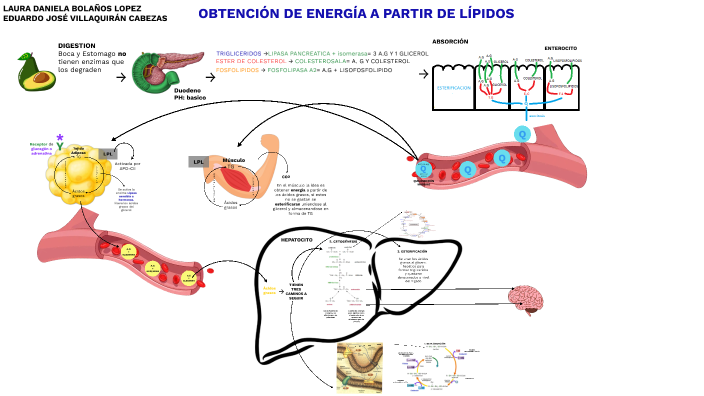 6. OBTENCIÓN DE ENERGÍA A PARTIR DE LÍPIDOS by Eduardo Jose Villaquiran ...