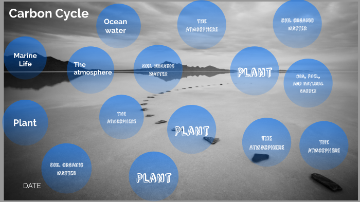 carbon cycle by Grace Hongel on Prezi
