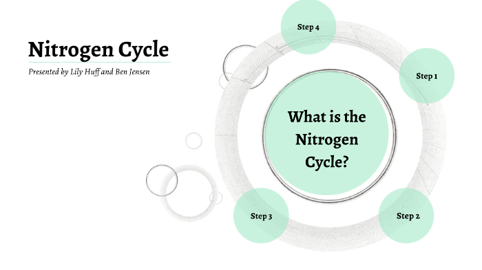 Nitrogen Cycle by Lily Huff on Prezi