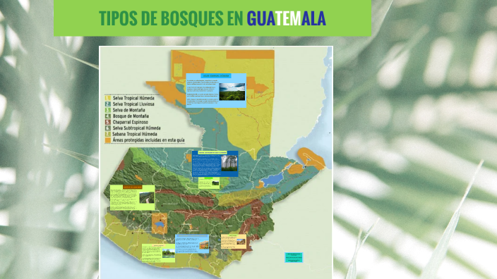 Bosques De Guatemala By Angello Román On Prezi Next 4267