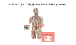 Estructura Y Jerarquia Del Cuerpo Humano By Carmen Aguilar Estrada