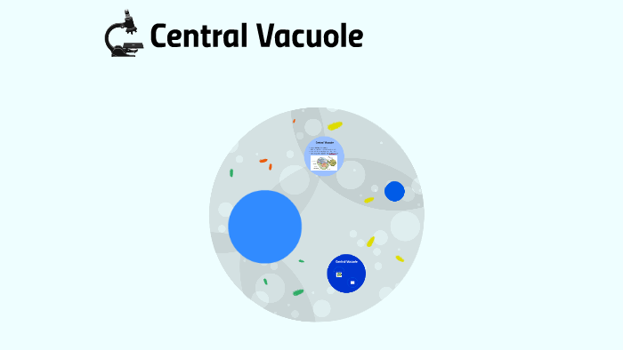 central vacuole diagram