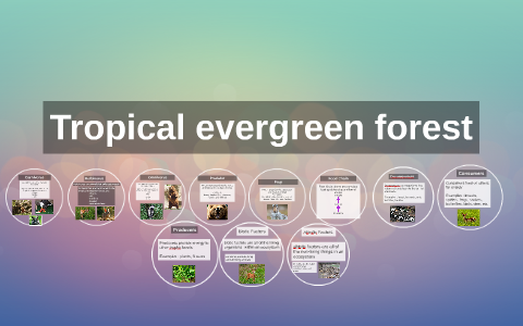 Tropical evergreen forest by daniela lopez on Prezi