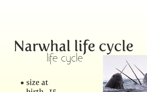 Narwhal Life Cycle Diagram