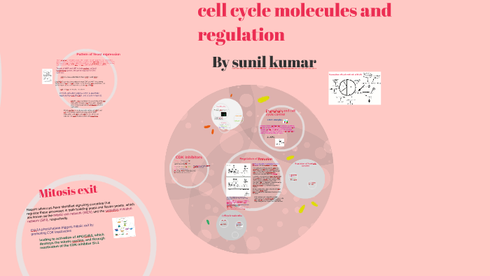 Kumar Cell cell by sunil kumar on Prezi