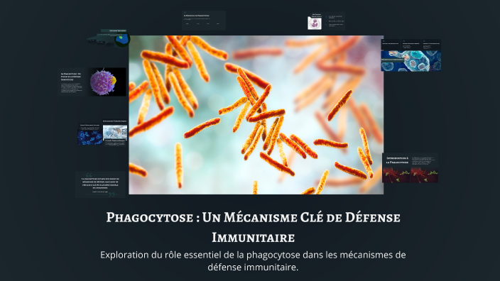 Phagocytose : Un Mécanisme Clé de Défense Immunitaire by guetat nour on ...