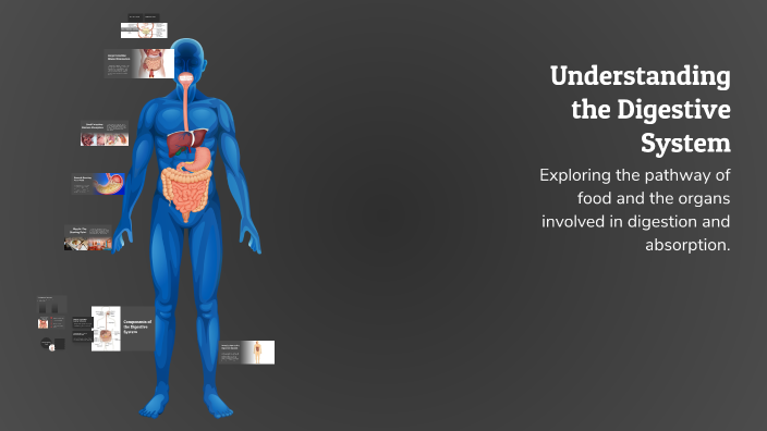 Understanding the Digestive System by Khushi Kaushik on Prezi