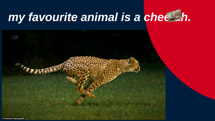 my favourite animal is a cheetah. by Computer Buddies