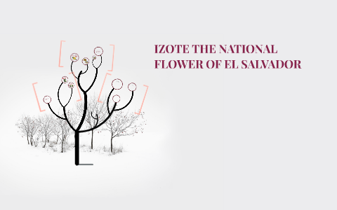 National Flower Of El Salvador