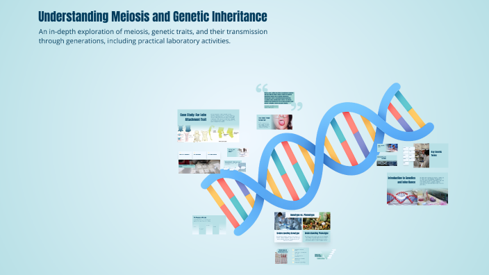Understanding Meiosis and Genetic Inheritance by Black Zhu on Prezi