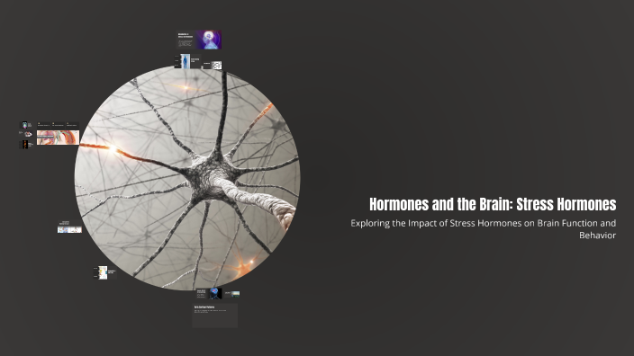 Hormones and the Brain: Stress Hormones by Leah Scheele on Prezi
