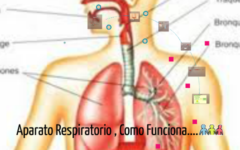 Aparato Respiratorio , Como Funciona.... by Fatima Torres on Prezi