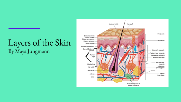 Skin Layer Project by Maya on Prezi Next