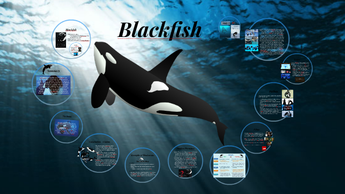 Blackfish By Sharie Moir On Prezi