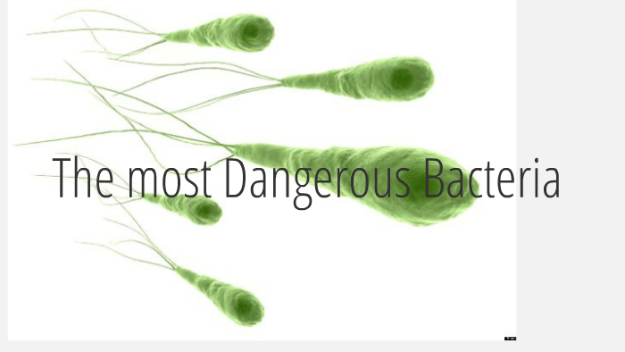 The Most Dangerous Bacteria By Nawal Mohamed