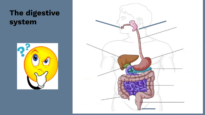 The digestive system by Charalampia Raftogianni on Prezi