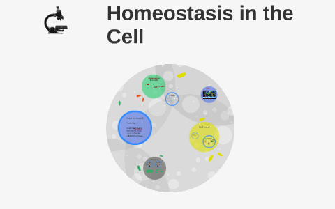 Homeostasis in the Cell by Matthew Magno on Prezi