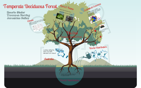 Temperate Deciduous Forest by Emy Em on Prezi