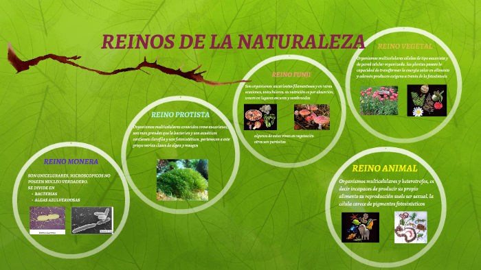 REINOS DE LA NATURALEZA by leidy garzon on Prezi
