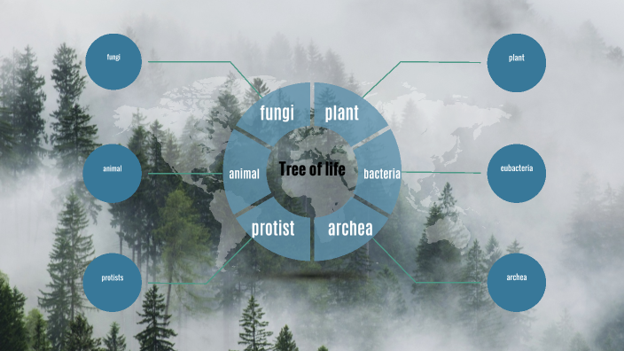 Bio Bio Tree bio tree of life by Shawna Coleman on Prezi