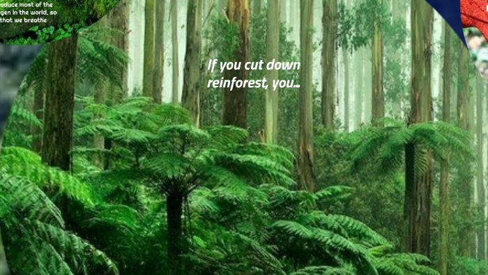 Do not cut down rainforest! by Vika Eer on Prezi