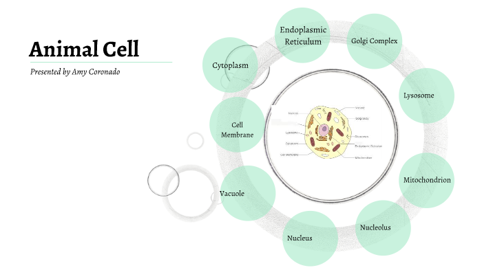 animal cell by Amy Coronado on Prezi