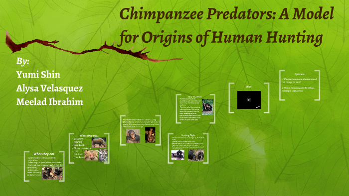 Chimpanzee Predators: A Model for Origins of Human Hunting by alysa