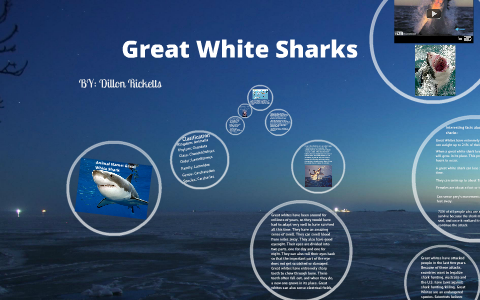 Marine Animal Project: Great White Shark by Dillon Ricketts on Prezi