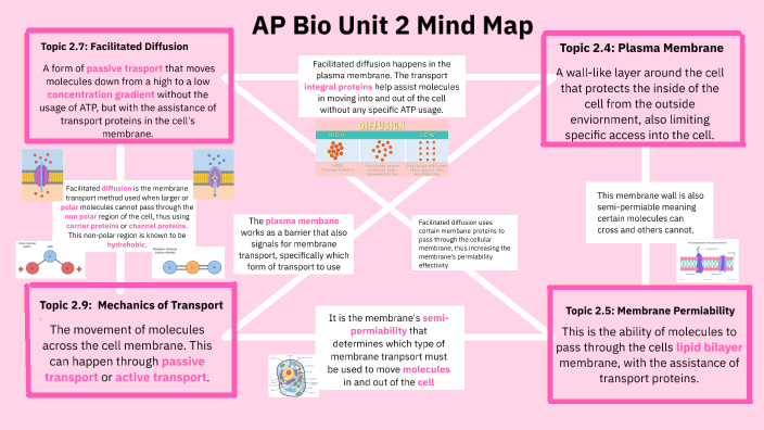 Maritza Gonzalez's AP Bio Unit 2 Mind Map by Maritza Gonzalez on Prezi