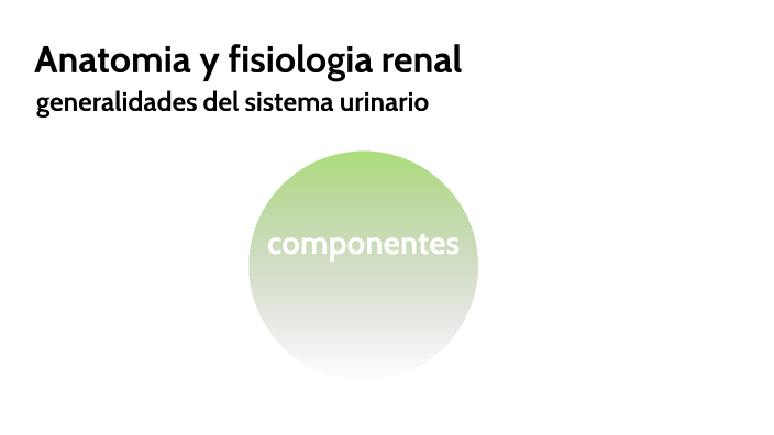 anatomia y fisiologia renal by Romina Ruiz on Prezi