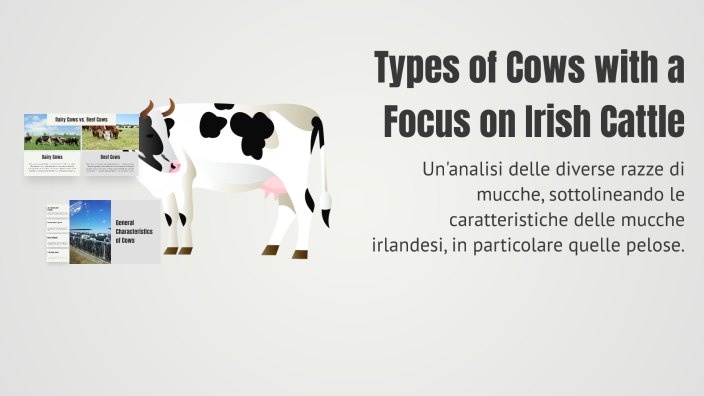 Types of Cows with a Focus on Irish Cattle by angelica borea on Prezi