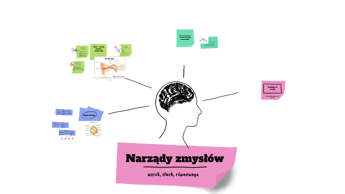 Biologia narządy zmysłów by Niewtajemniczona on Prezi
